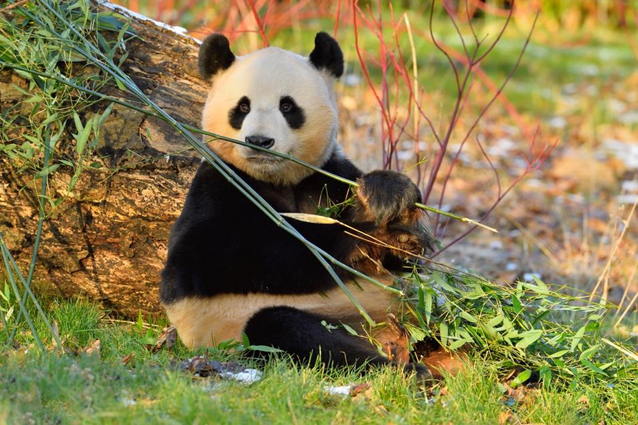雄性大熊貓「陽光」。(取材自中國網／ 蘇格蘭皇家動物學會圖)