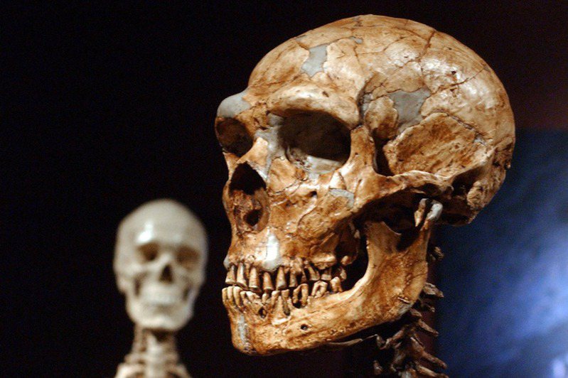 這張照片展示重建的尼安德塔人的骨骼(前)和現代人類的骨骼(後)。(美聯社)