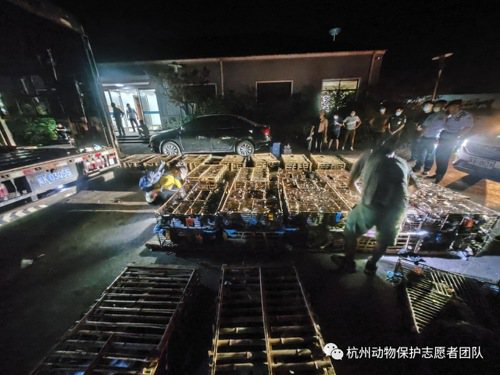 杭州警方15日攔截一輛貨車，車上共62箱竹製雞籠，裡面塞滿近千隻貓和17隻狗。（取材自微信）