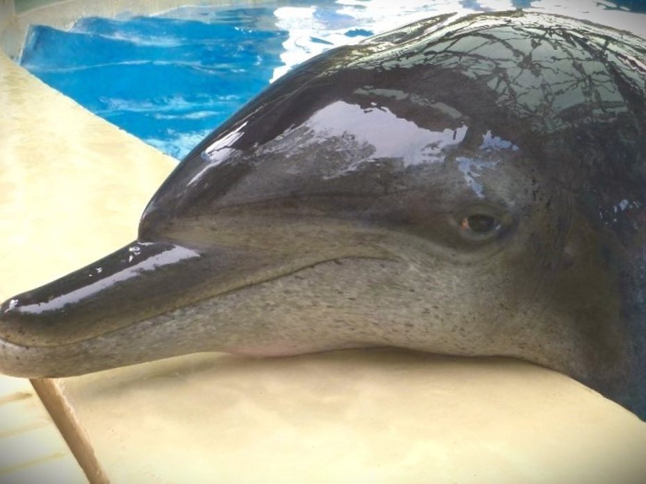 海洋公園最年長雄性海豚Molly離世，享年40歲。（取材自香港海洋公園）