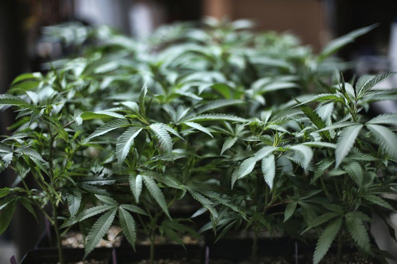 据说中国犯罪集团在全美各地建有数以千计的非法大麻农场，图为加州室内种植的大麻。(美联社)