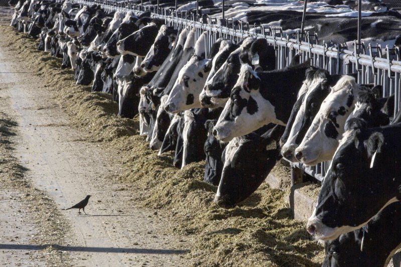 農業部說，德州與堪薩斯州乳牛受A型H5N1病毒株感染，牛奶驗出禽流感陽性反應，但商業牛奶沒有安全疑慮，消費者不用擔心。(美聯社)