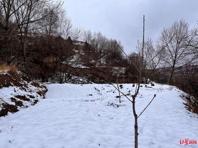 龚军利在小悦的安葬地种了果树。（取材自红星新闻）