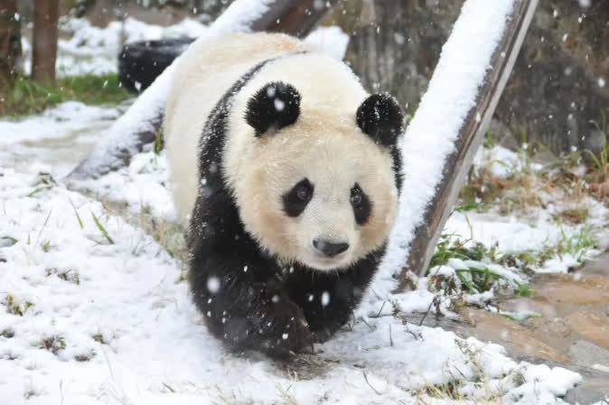 29歲旅日大熊貓「爽爽」因病死亡，日本民眾紛紛表示哀傷與悼念。（中國野生動物保護協會）