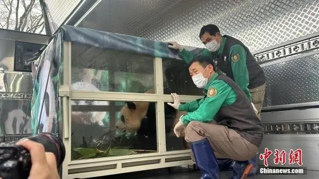 大熊貓「福寶」3日離開位於南韓京畿道龍仁市的愛寶樂園，啟程返回中國。 圖為「福寶」即將搭上裝載車輛，飼養員送行。(中新社)