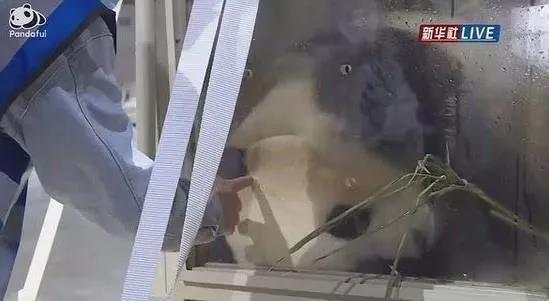 旅韓大熊貓「福寶」在成都機場停留時，被人沒戴手套用手指戳頭，原來是來自獸醫的溫暖觸摸（視頻截圖）