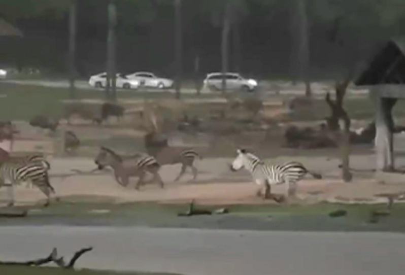廣州斑馬、長頸鹿野生動物園內狂奔。（視頻截圖）