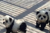 沒有貓熊但有牠！江蘇動物園祭「熊貓犬」吸客 由鬆獅犬染色打扮而成